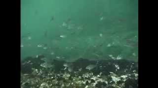 preview picture of video '「のぞいてみよう水の中」（本牧漁港）撮影レンズに集まる稚魚'