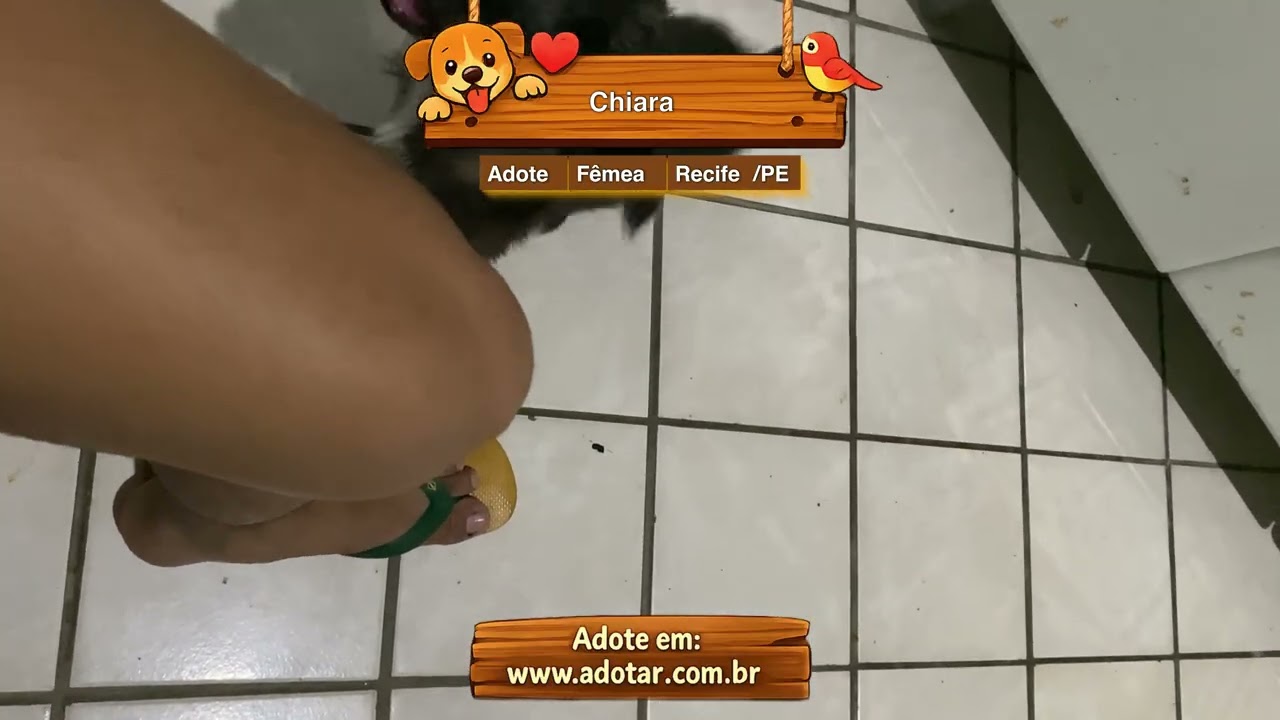 Cachorro raça SRD-ViraLata idade 2 a 6 meses nome Chiara