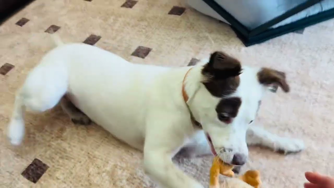 Enlarge Olivia, a ADOPTABLE mixed breed in Scottsdale, AZ video 4/6