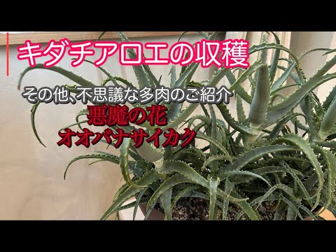 園芸 アロエベラジェルを収穫する