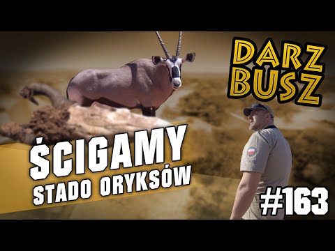 Darz Bór odc. 163 - W pogoni za oryksem