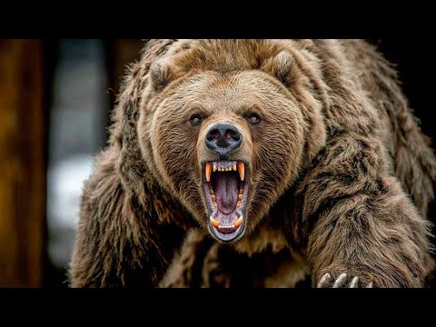 The 14-Foot Bear That Made Even Polar Bears Look Small! | Full Documentary