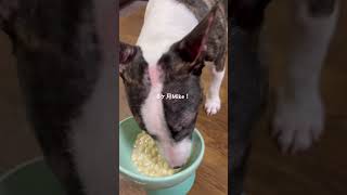 2026.2.16Mikeの過ごし方#ブルテリア#bullterrier#犬#犬との暮らし#愛犬#dog#可愛い#わんこ#お散歩#family#パピー #仔犬