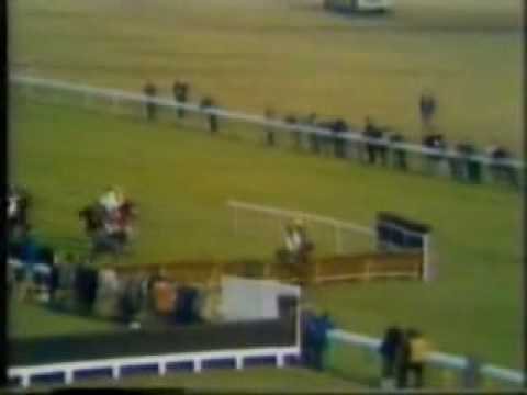 Horse Racing 1974 Triumph Hurdle Cheltenham Attivo