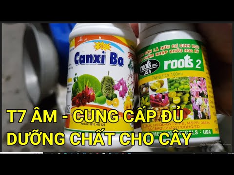 🔴 QW22232 - MAI BLOSSOMS CARE IN THE 7TH LUNAR MONTH || HOW TO CARE FOR NORTHERN APRICOT BLOSSOMS...