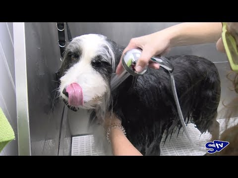 Los perros también van a la pelu