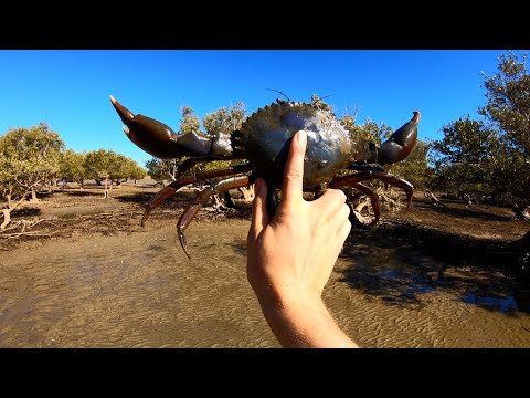 GIANT MUD CRAB!! Catch and Cook (CAMPFIRE COOK!!!) Ep.6