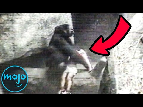 拯救人們生命的10大動物 (Top 10 Animals Who Saved People's Lives)