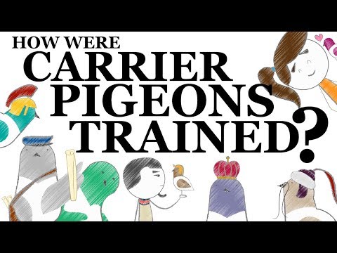 , title : 'How Were Carrier Pigeons Trained?'