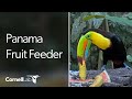 Panama Fruit Feeder Cam at Canopy Lodge | Cornell Lab
