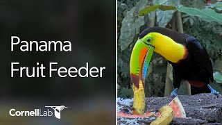 Panama Fruit Feeder Cam at Canopy Lodge
