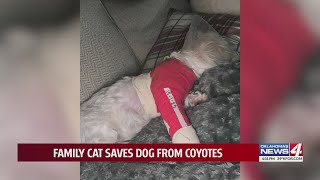 Family cat saves dog from coyotes
