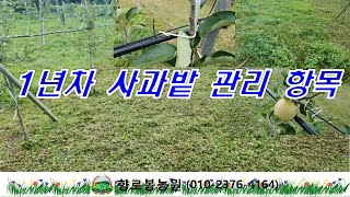 1년차 사과밭 관리 항목 및 사과묘목 성장