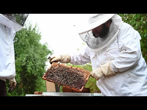 Der Imker - Entdecke Neues aus alten Zeiten!