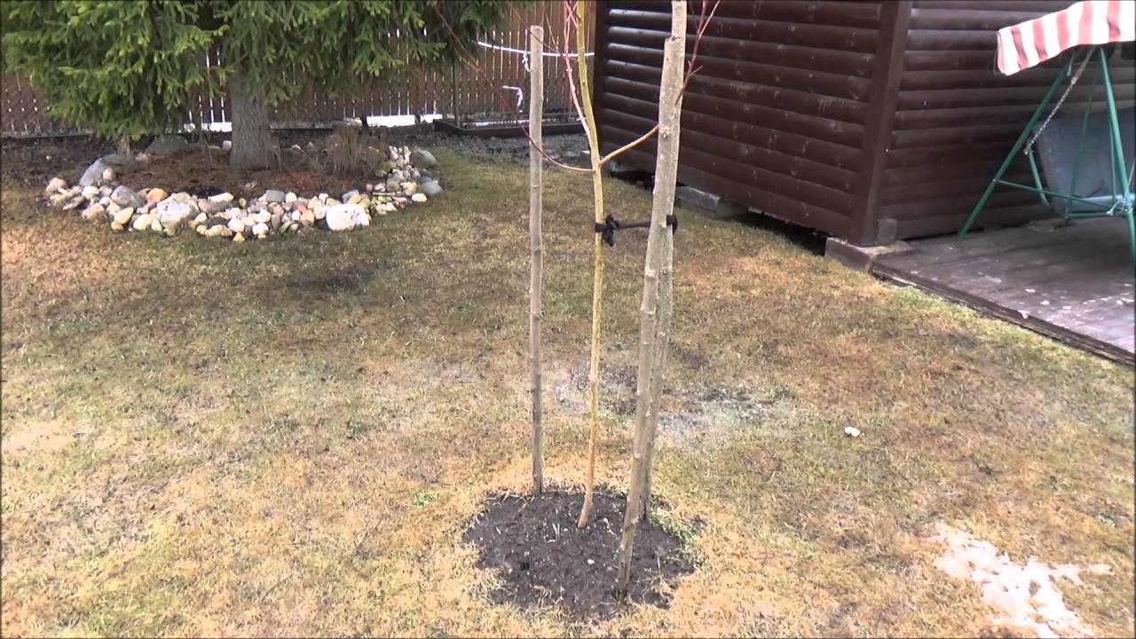 Ива Вавилонская