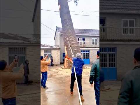 A Day of Felling Giant Dead Trees #wood #outdoorwork #treecutting  #woodscraft