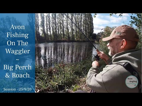 Fishing The Avon - Very Windy Waggler Session - Big Perch & Roach - 25/9/20 (Video 185)
