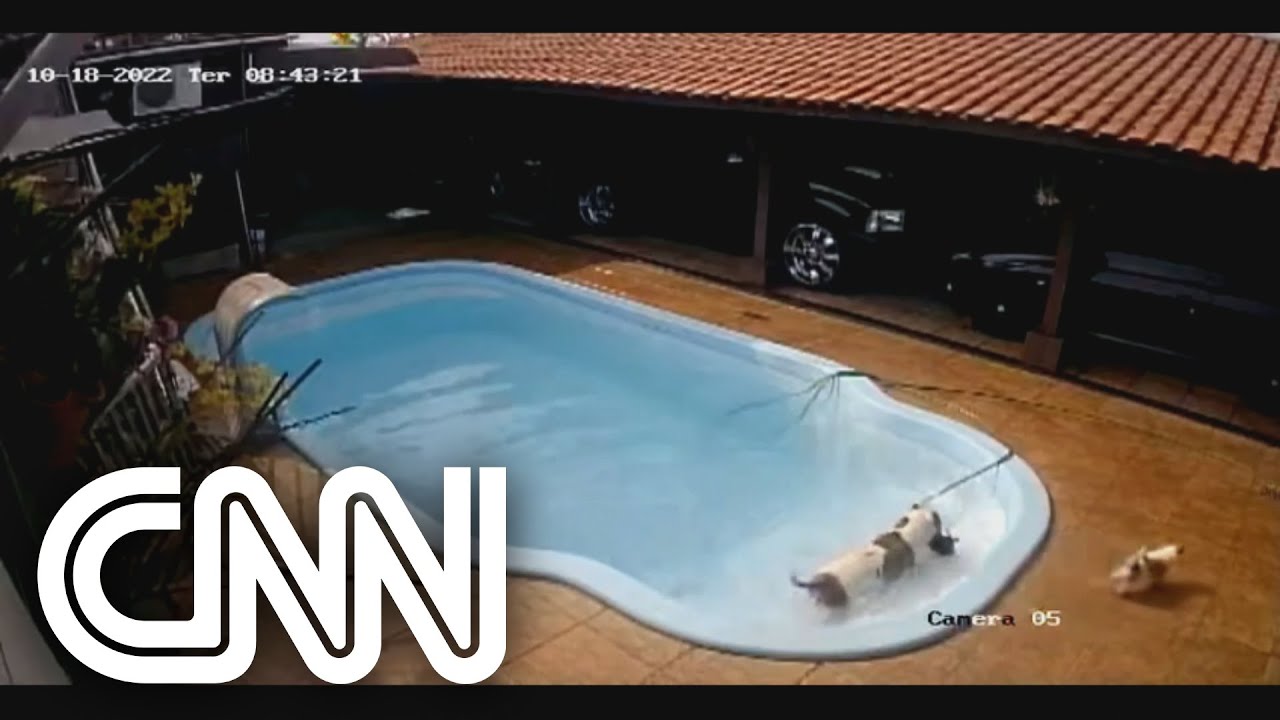 Pitbull resgata filhote de chihuahua que caiu em piscina no interior de SP