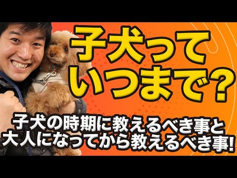 生後1年目の子犬に何を教えるべきか