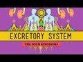 The Excretory System: From Your Heart to the Toilet ...