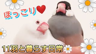 [Java Sparrow] Enjoyed letting the birds out even in the hot summer