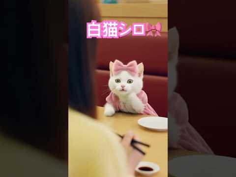消えた大事なリボンさん🎀 まさかの姿で発見されるww🍣にゃ✨ 🎀白猫シロ