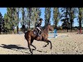 Top 145 Mare for Amateur, Juniors & Young Riders