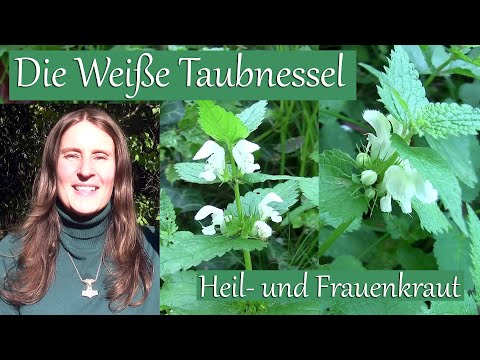 Weiße Taubnessel | Heilpflanze | Frauenkraut