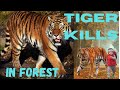 Tiger Hunts And Kills A Deer In Pench National Park Watching This Video