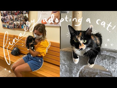 I FINALLY ADOPTED A CAT !!