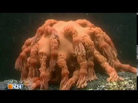 In ewiger Dunkelheit  Geschöpfe der Tiefsee  doku 2016