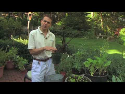 download lagu mp3 mp4 Bay Leaves L G, download lagu Bay Leaves L G gratis, unduh video klip Bay Leaves L G