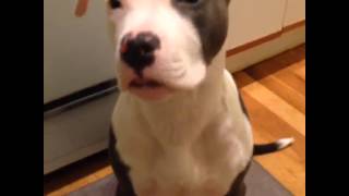Cooper the pitbull puppy waiting for his food!
