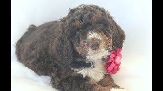 Video preview image #1 Bernedoodle (Miniature) Puppy For Sale in MORGANTOWN, PA, USA