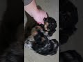 Mini Bernedoodle dogs for sale: Ruger - Video 1