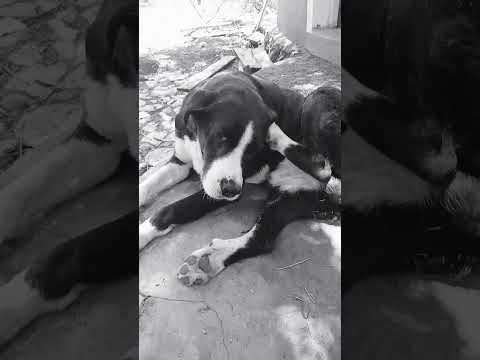 Lavándose #casagrande #perros #cordoba