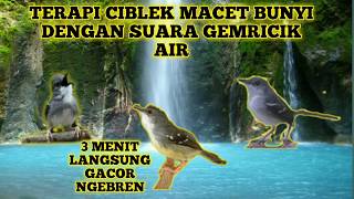Download lagu Suara TERAPI BURUNG CIBLEK MACET BUNYI AGAR KEMBALI GACOR NGEBREN || Masteran Burung Ciblek Kristal mp3 Download lagu Suara TERAPI BURUNG CIBLEK MACET BUNYI AGAR KEMBALI GACOR NGEBREN || Masteran Burung Ciblek Kristal mp3