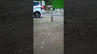 Download lagu MENTAHAN NIH BOS,BUAT PRANK TEMEN😁 mp3