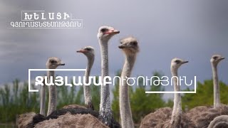Խելացի գյուղատնտեսություն. Ջայլամներ