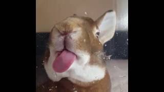 Reuben the bunny rabbit's tongue