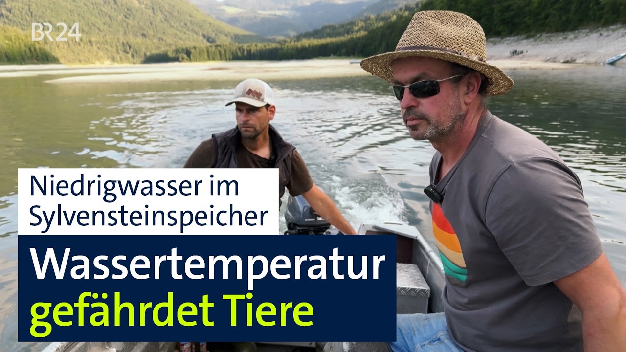 Sylvensteinspeicher: Niedrigwasser gefährdet kompletten Fischbestand I Abendschau I BR24