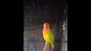 Download lagu masteran Lovebird ngekek panjang konslet gacor dor gaya unik mp3 Download lagu masteran Lovebird ngekek panjang konslet gacor dor gaya unik mp3