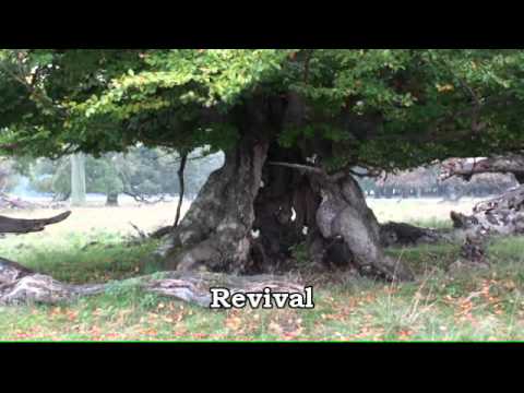 Video thumbnail for Revival