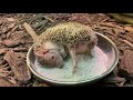 Dust Bath with a Madagascar Hedgehog Tenrec