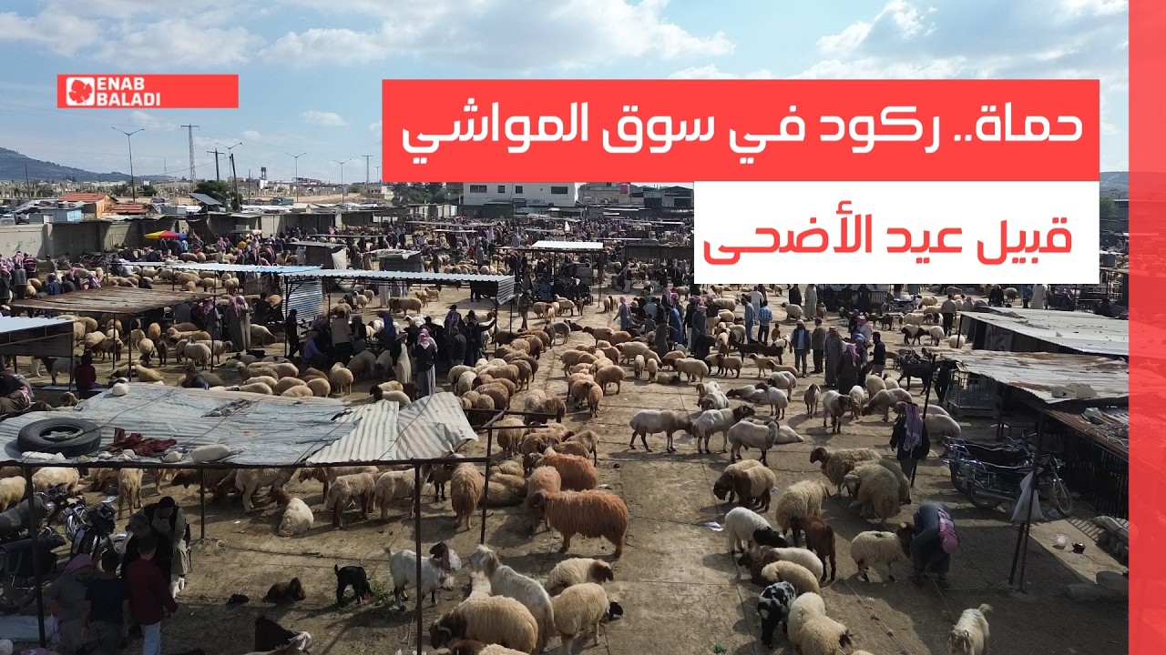 حماة.. ركود في سوق المواشي قبيل عيد الأضحى