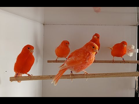February in the Birdroom