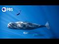 Befriending A Sperm Whale