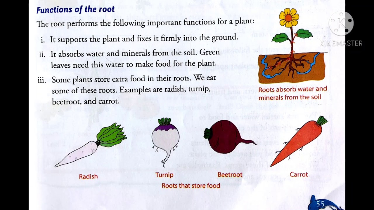 Class 3 | Science | Chapter 7-Plants