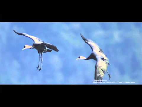 Beethoven 9 and the Natural World
