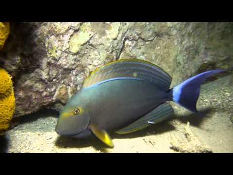 Les petits poissons dans l'eau - Plongée en Nouvelle-Calédonie